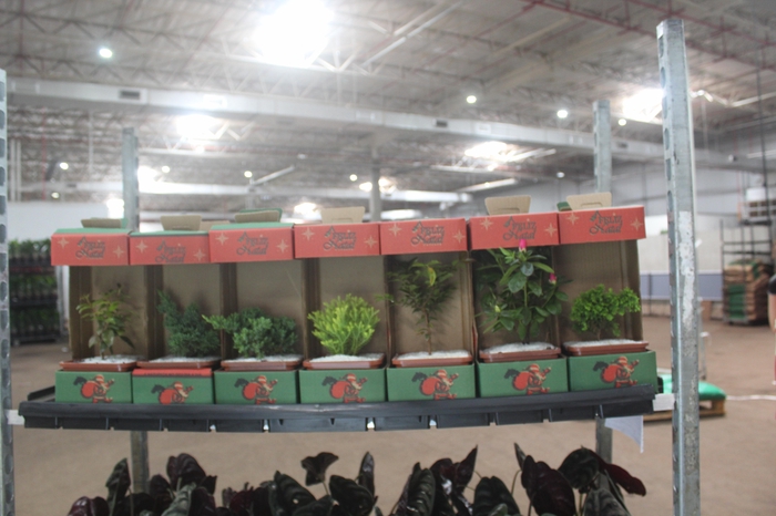 <h4>BONSAI JUNIOR VASO PLASTICO 1.1L</h4>