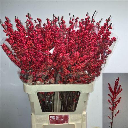 <h4>Ilex Ve Rode Bes</h4>