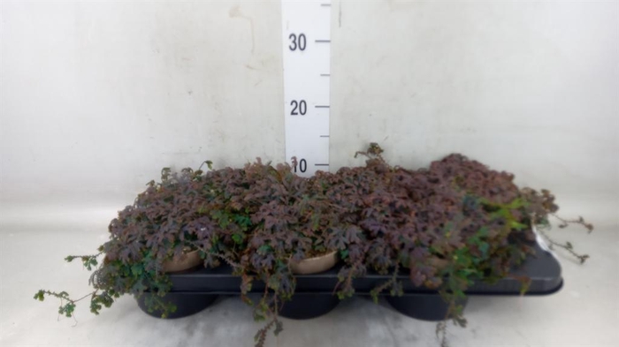 <h4>Selaginella ...</h4>