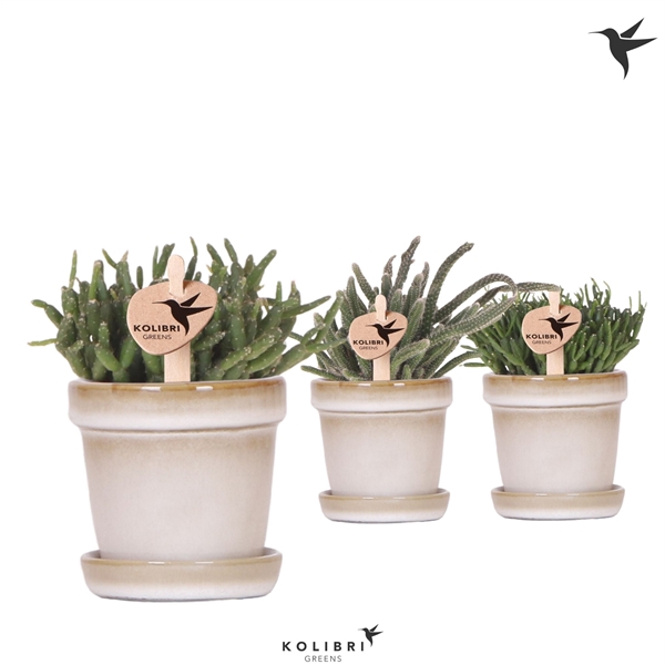 <h4>Kolibri Greens Rhipsalis mix in Flower pot sand</h4>