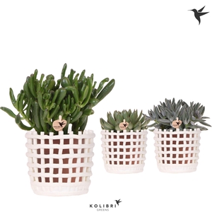 Kolibri Greens Succulenten mix in Mesh pot white