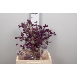 Callicarpa Bo Mag Pu Giant