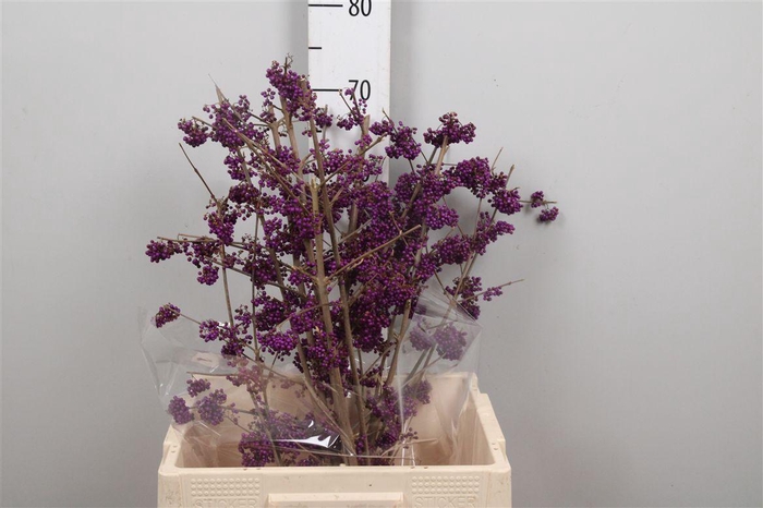 <h4>Callicarpa Bo Mag Pu Giant</h4>