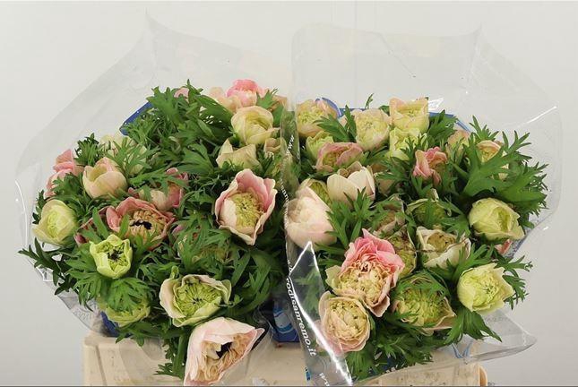 <h4>ANEM CO CARILL PINK</h4>