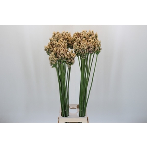 Allium After Bells