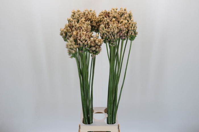 <h4>Allium After Bells</h4>