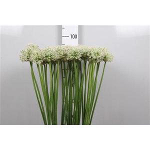 Allium Mount Everest