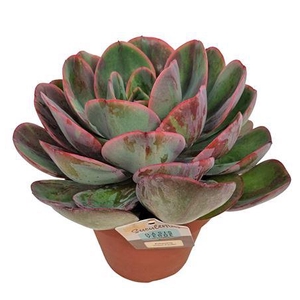 Echeveria Green Pacific Xl