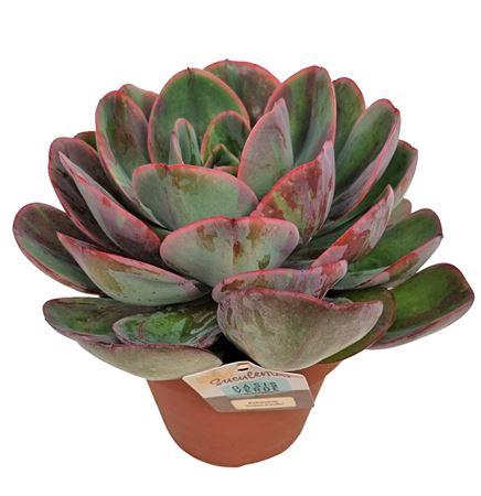 <h4>Echeveria Green Pacific Xl</h4>