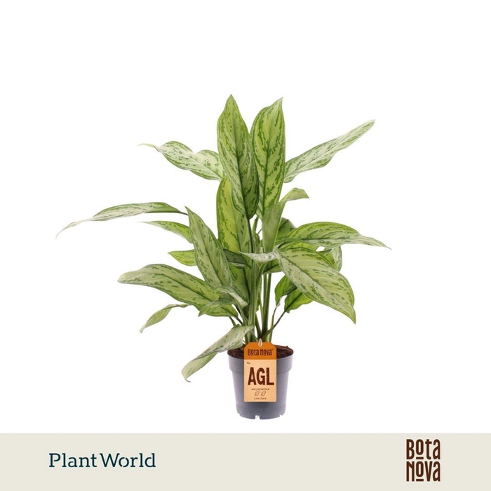 <h4>Aglaonema Silver Queen</h4>