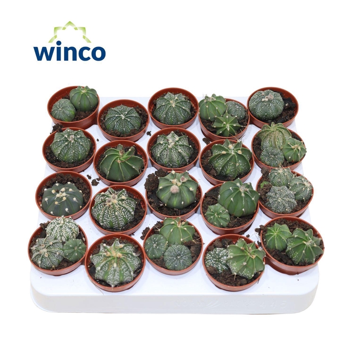 <h4>ASTROPH MYRIOSTIGMA</h4>