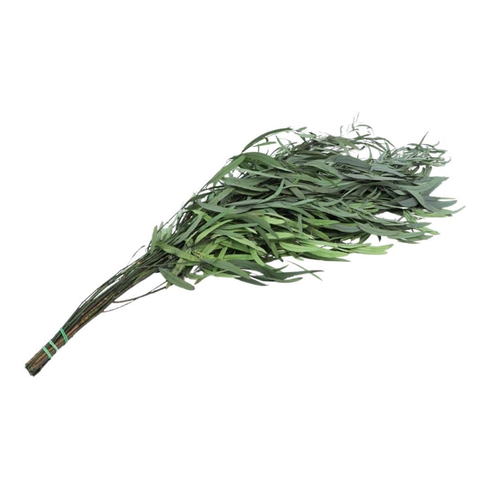 <h4>Preserved Eucalyptus Nicoly 65cm 150g</h4>