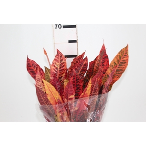 FOLHAGEM CROTON