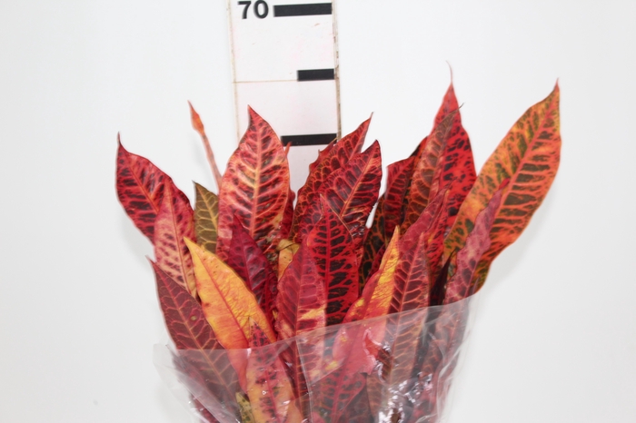<h4>FOLHAGEM CROTON</h4>