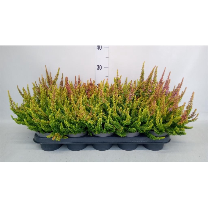 <h4>Calluna vulg. 'Skyline Dallas'</h4>