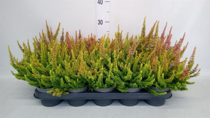 Calluna vulg. 'Skyline Dallas'
