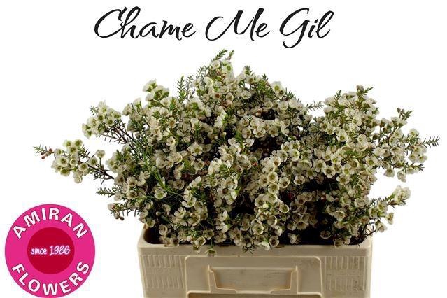 <h4>CHAME ME GIL</h4>