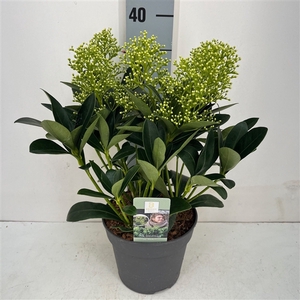 Skimmia Finchy 5-6