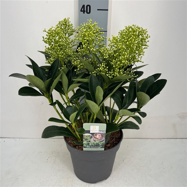 <h4>Skimmia Finchy 5-6</h4>