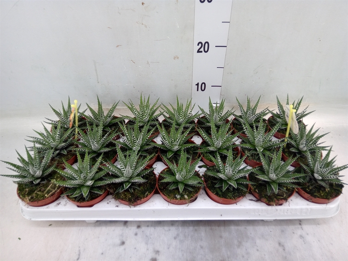 <h4>Haworthia fasciala 'Big Band'</h4>