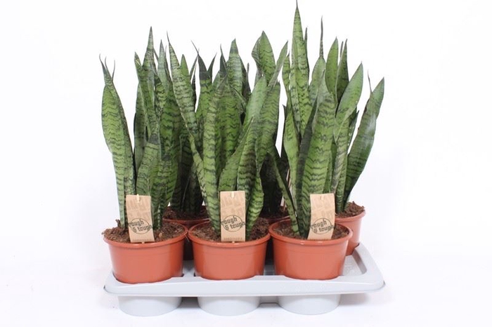 <h4>Sansevieria zeylanica</h4>