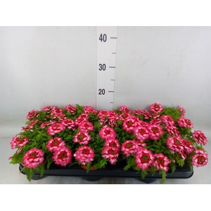 Verbena  'Drums Red Shades'