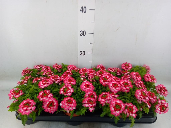 <h4>Verbena 'Drums Red Shades'</h4>