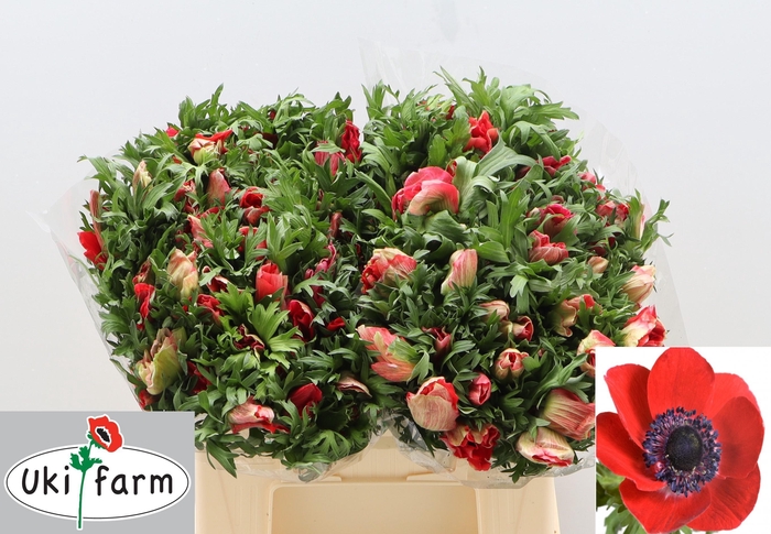 <h4>Anem Co Galil Rood</h4>