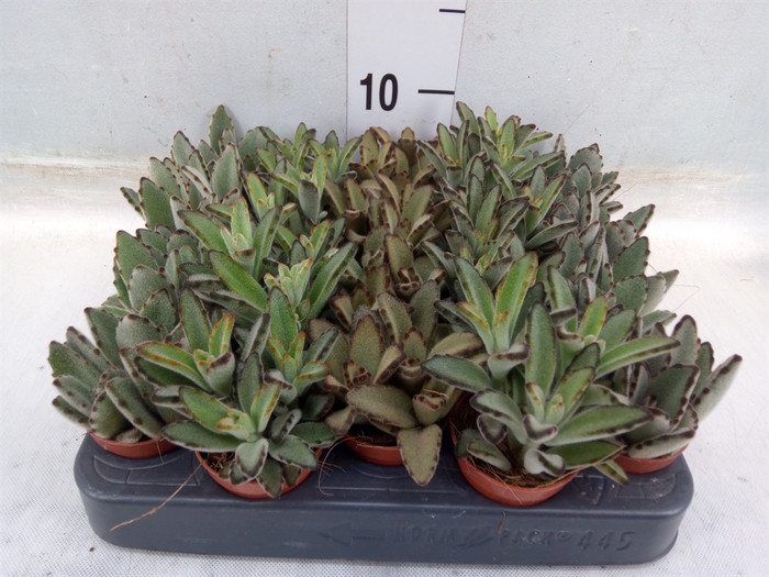 <h4>Kalanchoe NF   ...</h4>