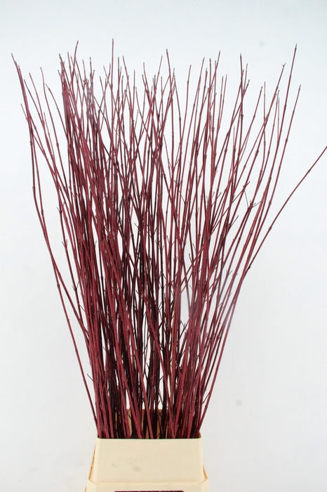 <h4>CORNUS ALBA SIBIRICA 160CM</h4>