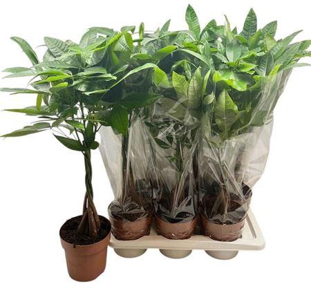 <h4>Pachira Aquatica</h4>