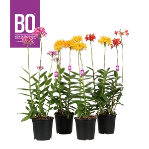 Epidendrum P15 BO Mix