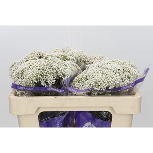 Ozothamnus Cooks Snow White