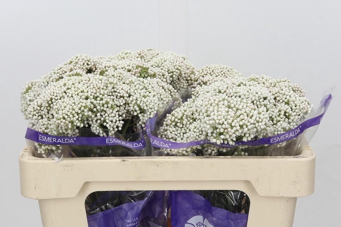 Ozothamnus Cooks Snow White