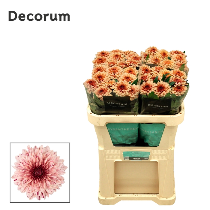 <h4>Chrysanten Chr G Pip Salmon</h4>