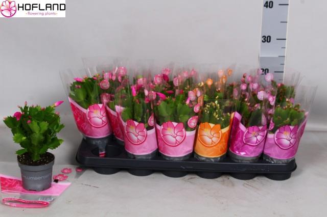 <h4>SCHLUMB GEM 3 KL</h4>