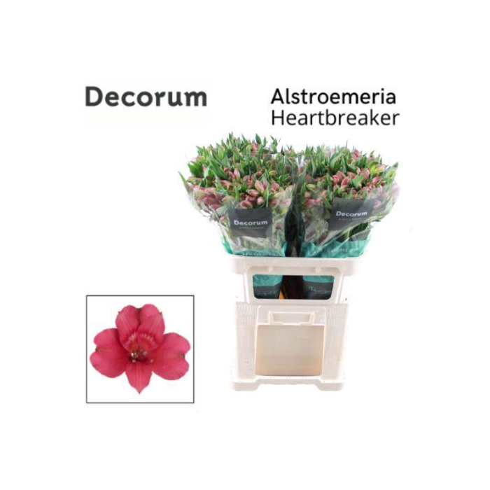 <h4>ALSTR HEARTBREAKER</h4>