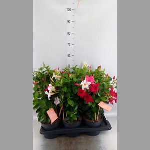 Mandevilla am. 'Sundav'  ...mix