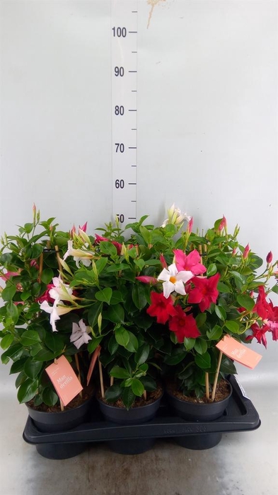 <h4>Mandevilla am. 'Sundav'  ...mix</h4>