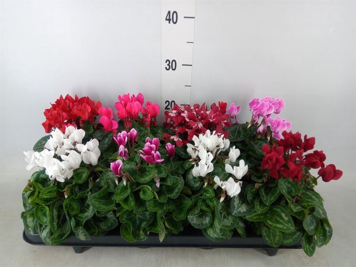 <h4>Cyclamen KL 'Carino'</h4>