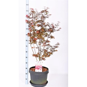 ACER PA SKEET BROOM