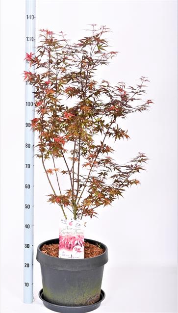 ACER PA SKEET BROOM