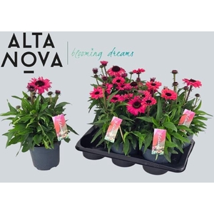 ECHINA LAK RED OMBRE