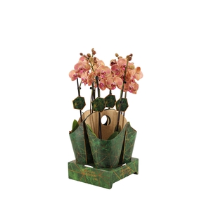 Signature Golden Nature Cover Phal Wild Peach 2T16+