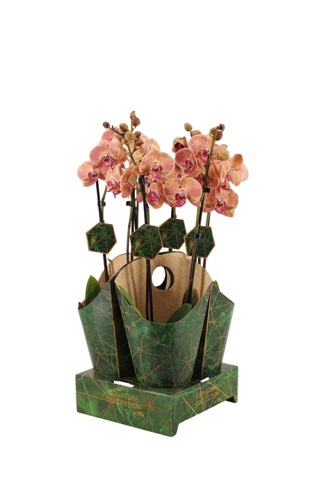 <h4>Signature Golden Nature Cover Phal Wild Peach 2T16+</h4>