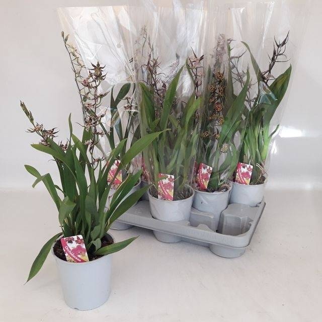 <h4>BRASSIA SUMMER DREAM</h4>