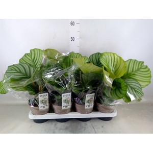 Calathea orbifolia