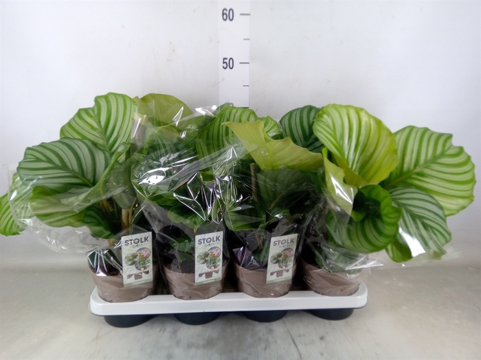 <h4>Calathea orbifolia</h4>