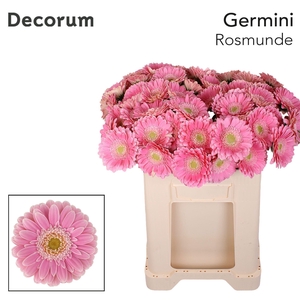 GE MI ROSAMUNDE Emmer X60