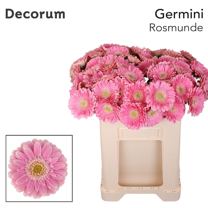 <h4>GE MI ROSAMUNDE Emmer X60</h4>